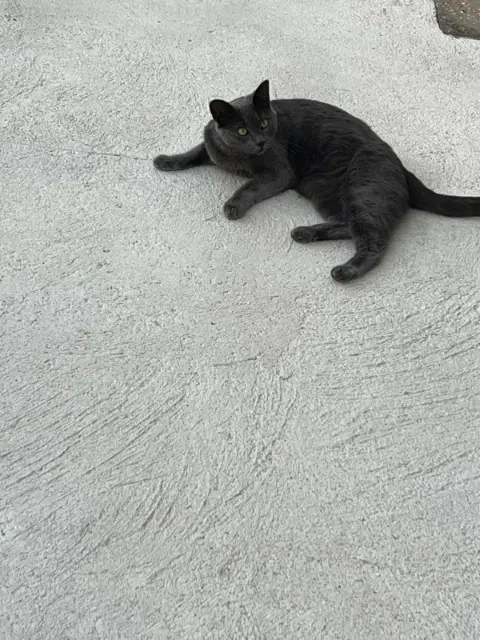 chatte lost   77720 La Chapelle-Gauthier Tagada