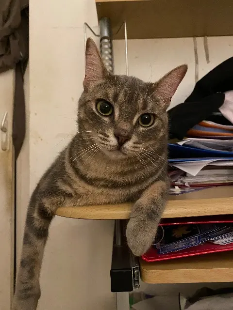 chatte lost   77000 Vaux-le-Pénil Talia