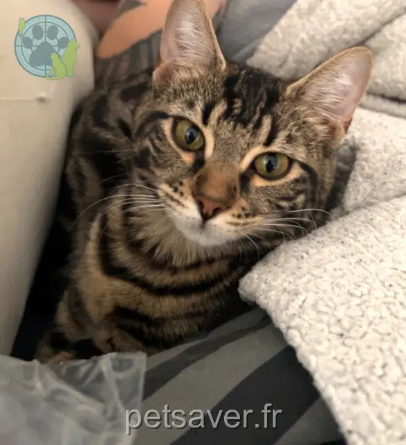 chatte lost 77430 Champagne-sur-Seine Tempête