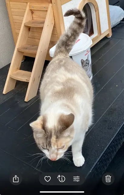 chatte lost   77360 Vaires-sur-Marne Teresita