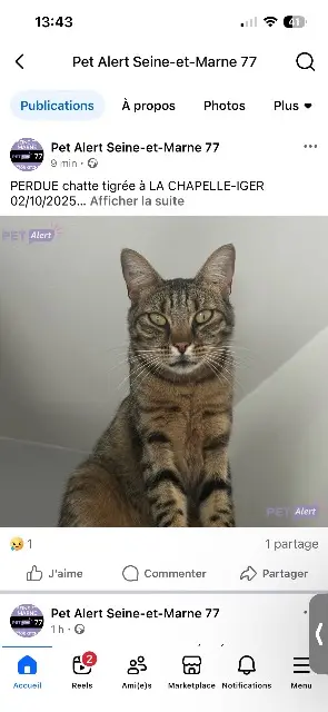 cat lost   77540 La Chapelle-Iger Tifi