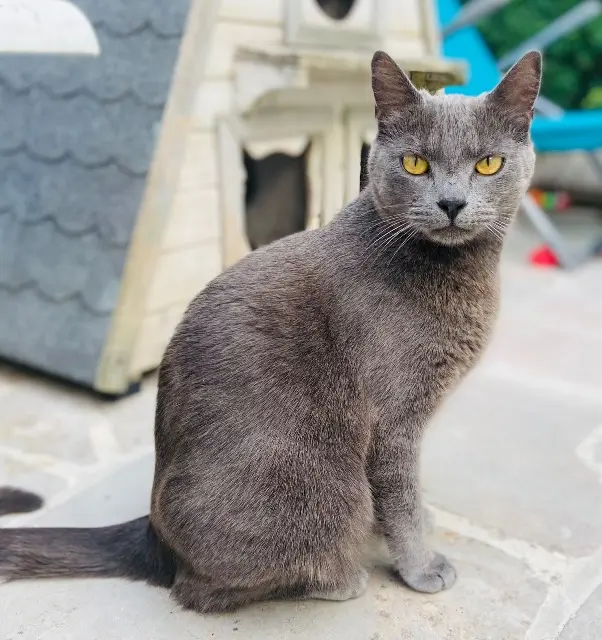 chatte lost   77680 Roissy-en-Brie Tina