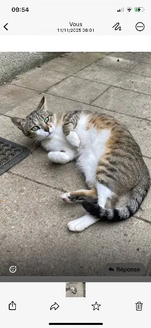 chatte lost   77390 Beauvoir Tsukie