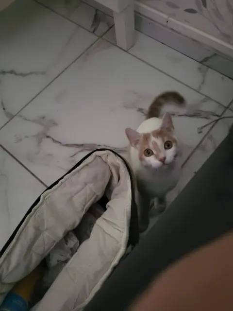 chatte lost   77100 Meaux Tsuky