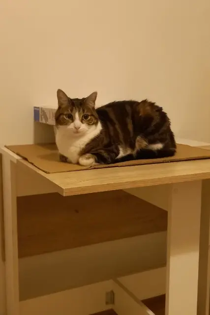 chatte lost   77550 Moissy-Cramayel Téa