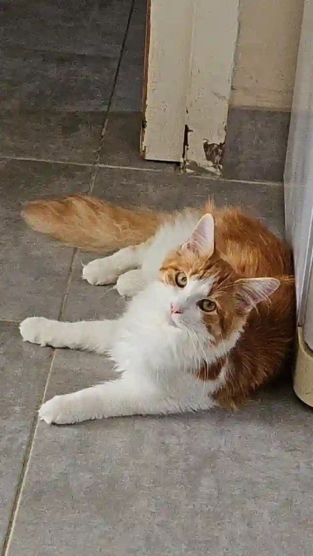 Chatte Perdue 77 Seine-et-Marne - Uria Chatte Perdue 77 Seine-et-Marne - Uria