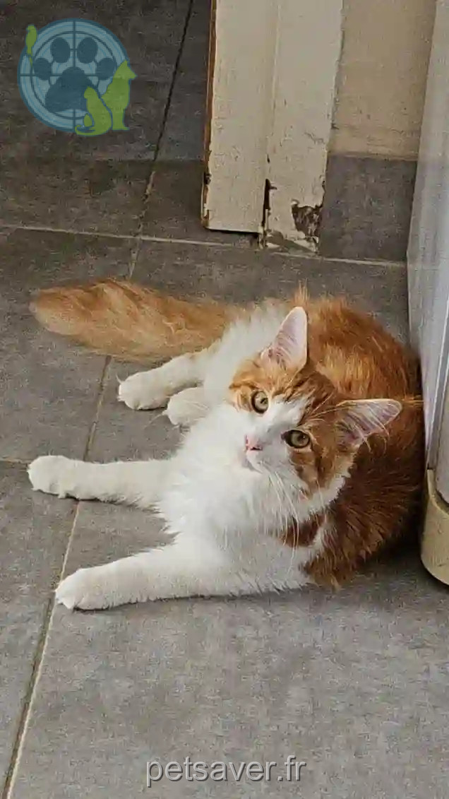Chatte Perdue 77 Seine-et-Marne - Uria Chatte Perdue 77 Seine-et-Marne - Uria