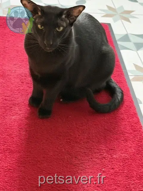 chatte lost   77515 Saint-Augustin Uttaradit
