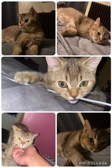 cat lost   77450 Montry Veldra