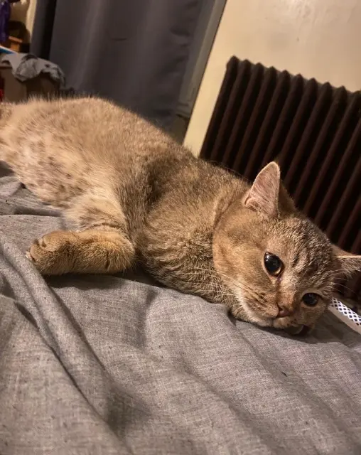 cat lost   77450 Montry Veldra