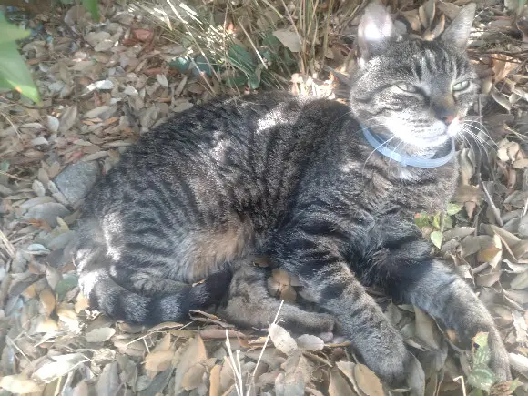 Chatte Perdue 77 Seine-et-Marne Vernou-la-Celle-sur-Seine - Poupoune Chatte Perdue 77 Seine-et-Marne Vernou-la-Celle-sur-Seine - Poupoune