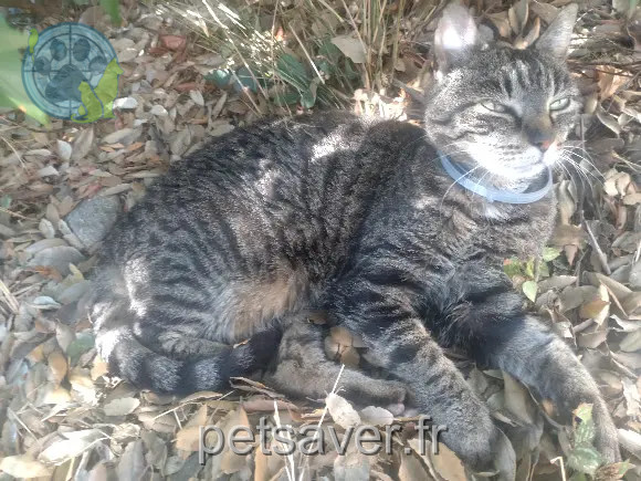 Chatte Perdue 77 Seine-et-Marne Vernou-la-Celle-sur-Seine - Poupoune Chatte Perdue 77 Seine-et-Marne Vernou-la-Celle-sur-Seine - Poupoune