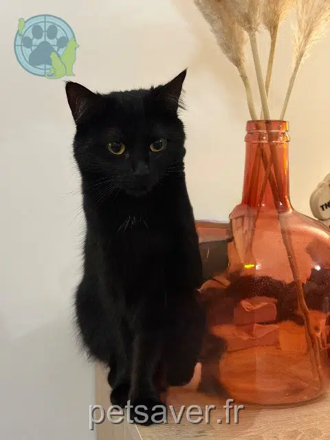 chatte lost   77169 Boissy-le-Châtel Vice