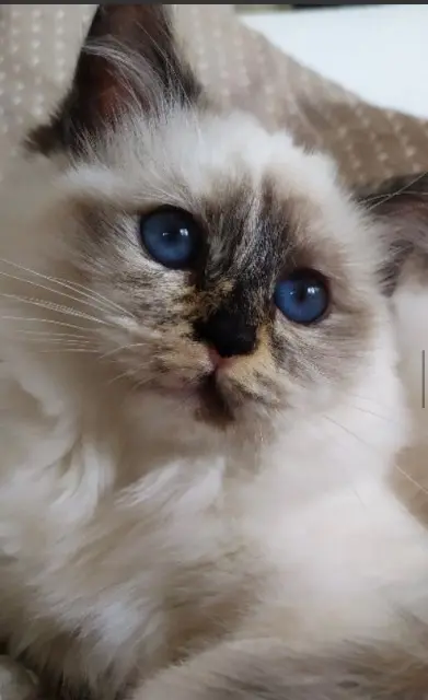 chatte lost   77450 Montry Winie