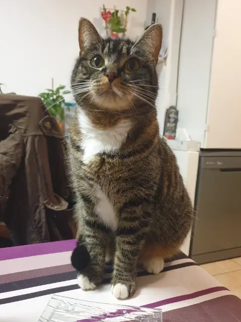 chatte lost   77260 Sammeron Yoda