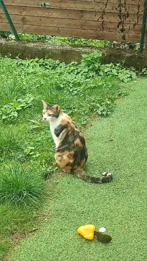 Chatte Perdue 77 Seine-et-Marne - Yoshi Chatte Perdue 77 Seine-et-Marne - Yoshi