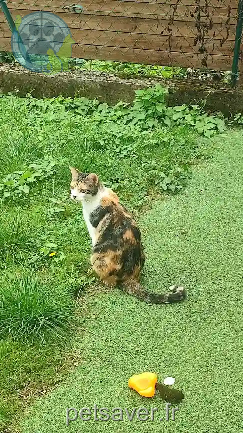 Chatte Perdue 77 Seine-et-Marne - Yoshi Chatte Perdue 77 Seine-et-Marne - Yoshi