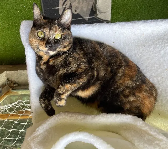 chatte lost   77400 Saint-Thibault-des-Vignes Yuma