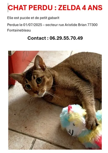 chatte lost   77300 Fontainebleau Zelda