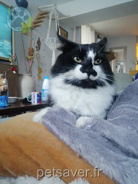 chatte lost 77165 Cuisy Zoé