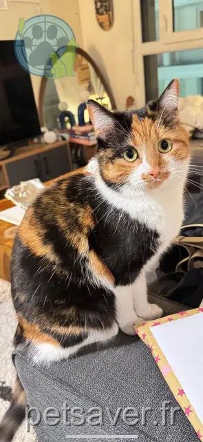 chatte lost   77150 Lésigny Zumba