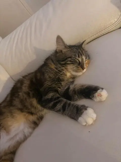 chatte lost   77230 Villeneuve-sous-Dammartin ́lilo