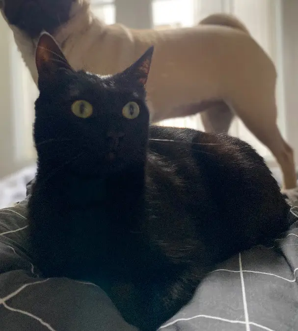 Chatte Perdue 78 Yvelines Chatte Perdue 78 Yvelines