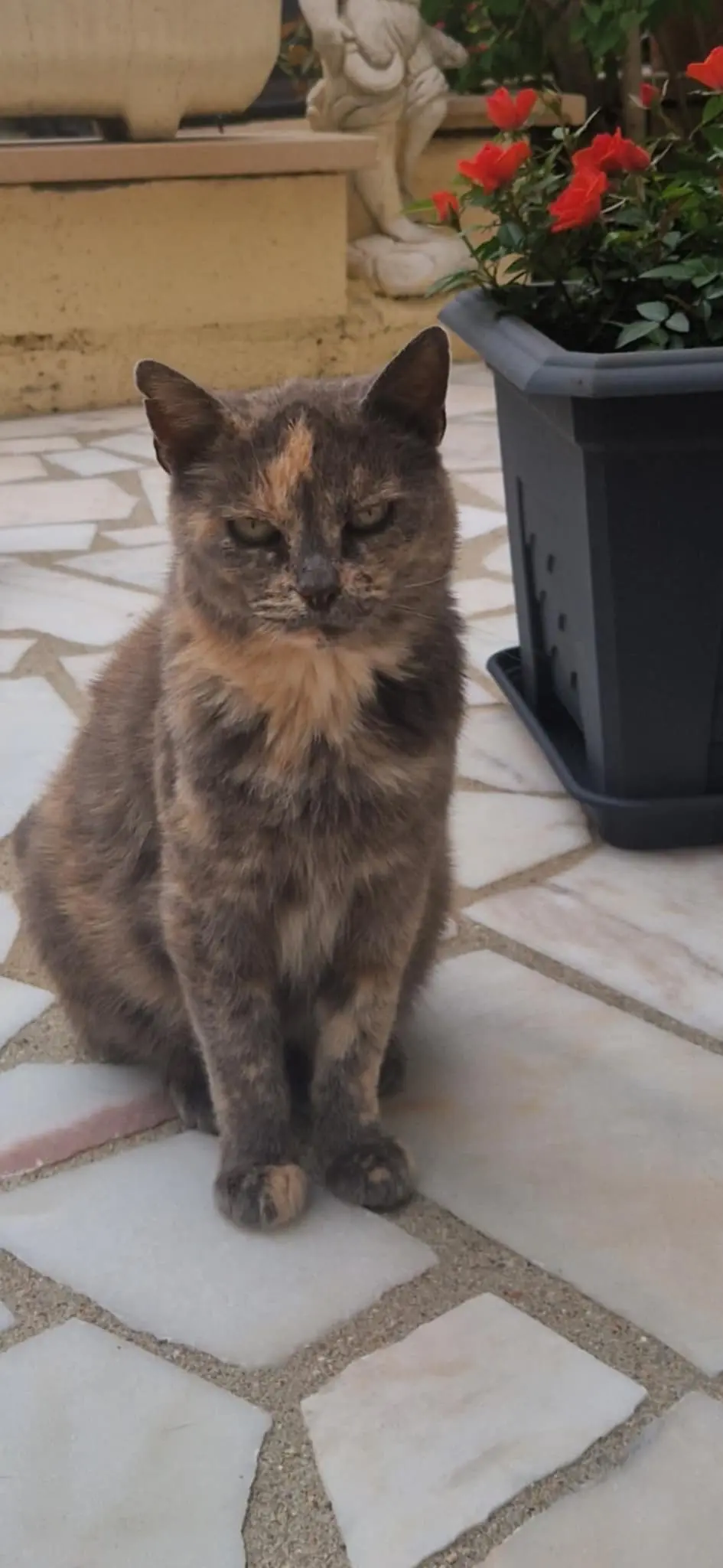 Chatte Perdue 78 Yvelines Chatte Perdue 78 Yvelines