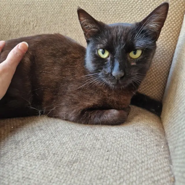 chatte lost   78370 Plaisir Abby