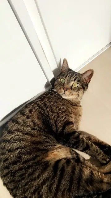 chatte lost   78410 Flins-sur-Seine Angie