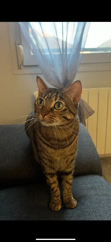 Chatte Perdue 78 Yvelines - Arya Chatte Perdue 78 Yvelines - Arya