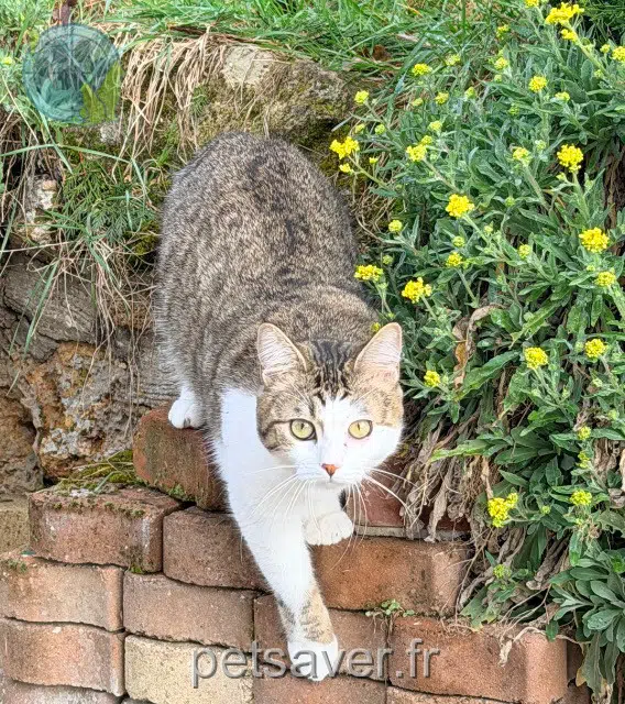 chatte lost 78250 Meulan-en-Yvelines Athena