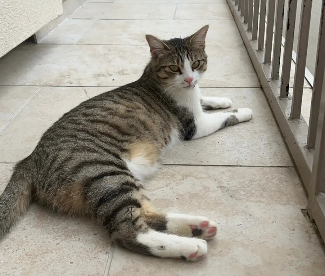 Chatte Perdue 78 Yvelines - Azel Chatte Perdue 78 Yvelines - Azel