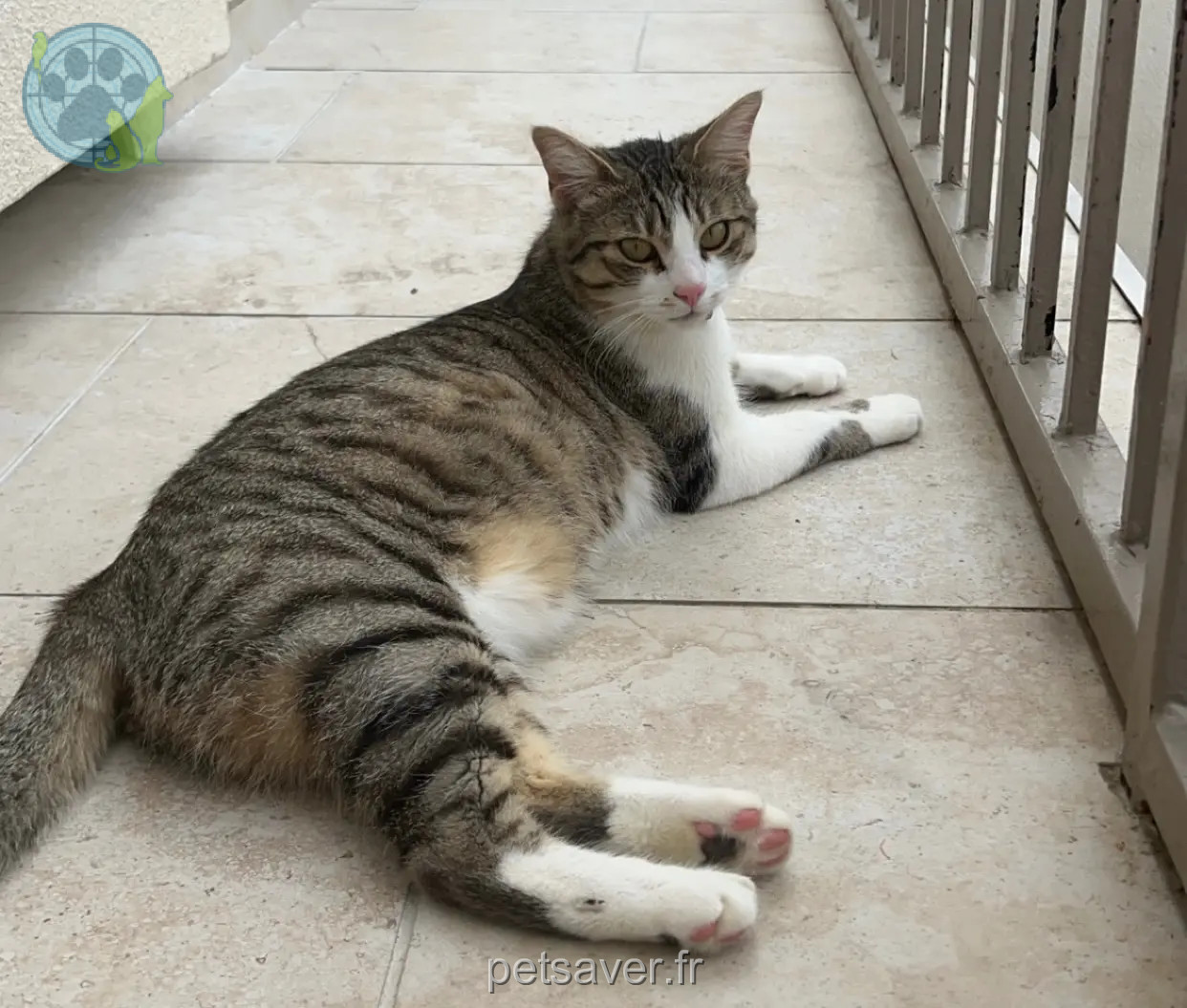 Chatte Perdue 78 Yvelines - Azel Chatte Perdue 78 Yvelines - Azel