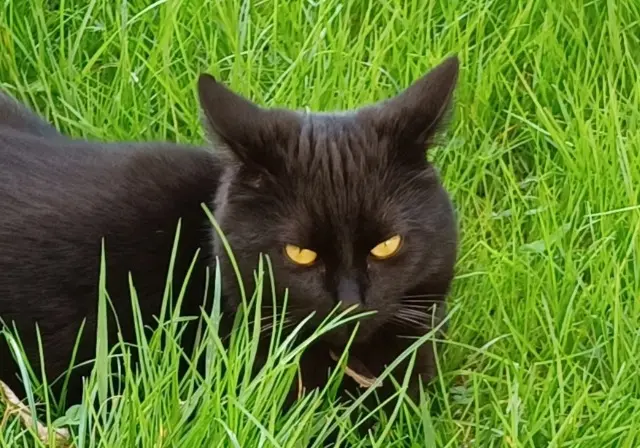 chatte lost   78500 Sartrouville Azélys