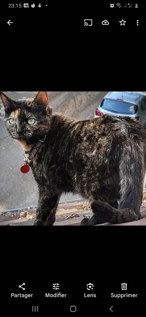 chatte perdue 78220 Viroflay Bacia chatte lost 78220 Viroflay Bacia
