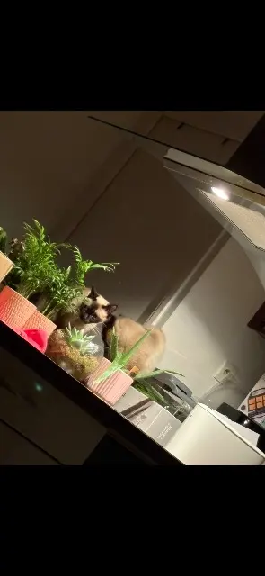 chatte lost   78690 Saint-Rémy-l'Honoré Belle et Balou