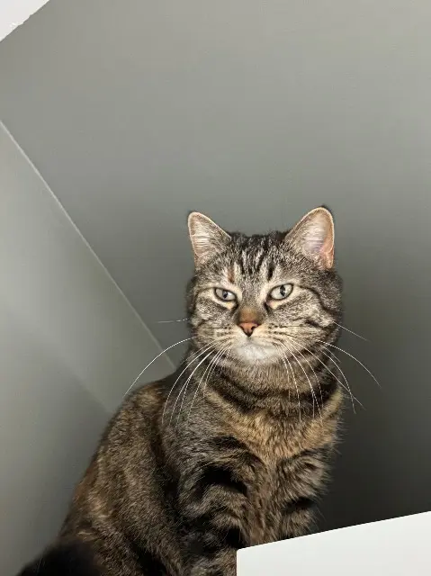 chatte lost   78420 Carrières-sur-Seine Billie