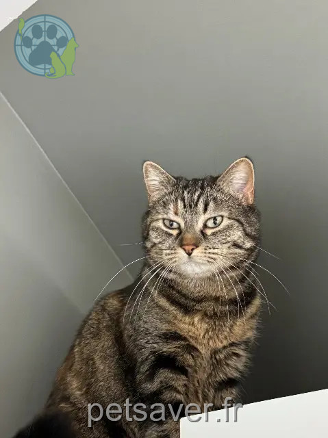 chatte perdue 78420 Carrières-sur-Seine Billie chatte lost 78420 Carrières-sur-Seine Billie