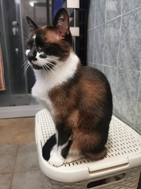 chatte lost   78130 Les Mureaux BISOU