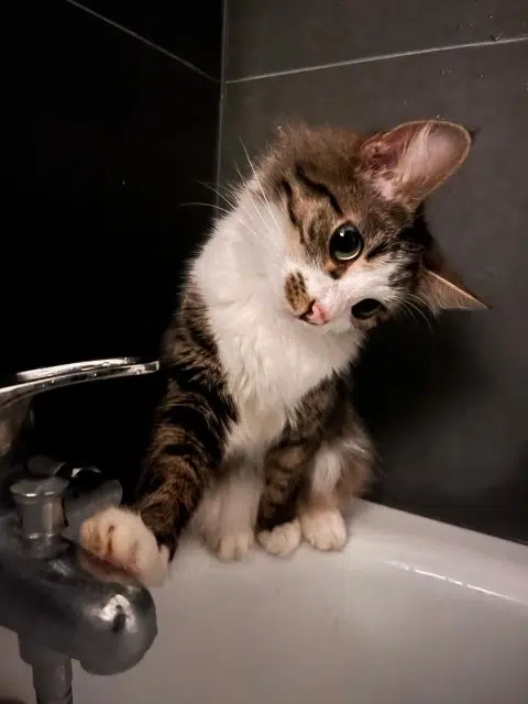 chatte lost   78160 Marly-le-Roi Blum