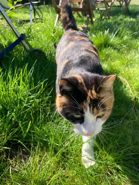 chatte lost   78113 Adainville Bridget