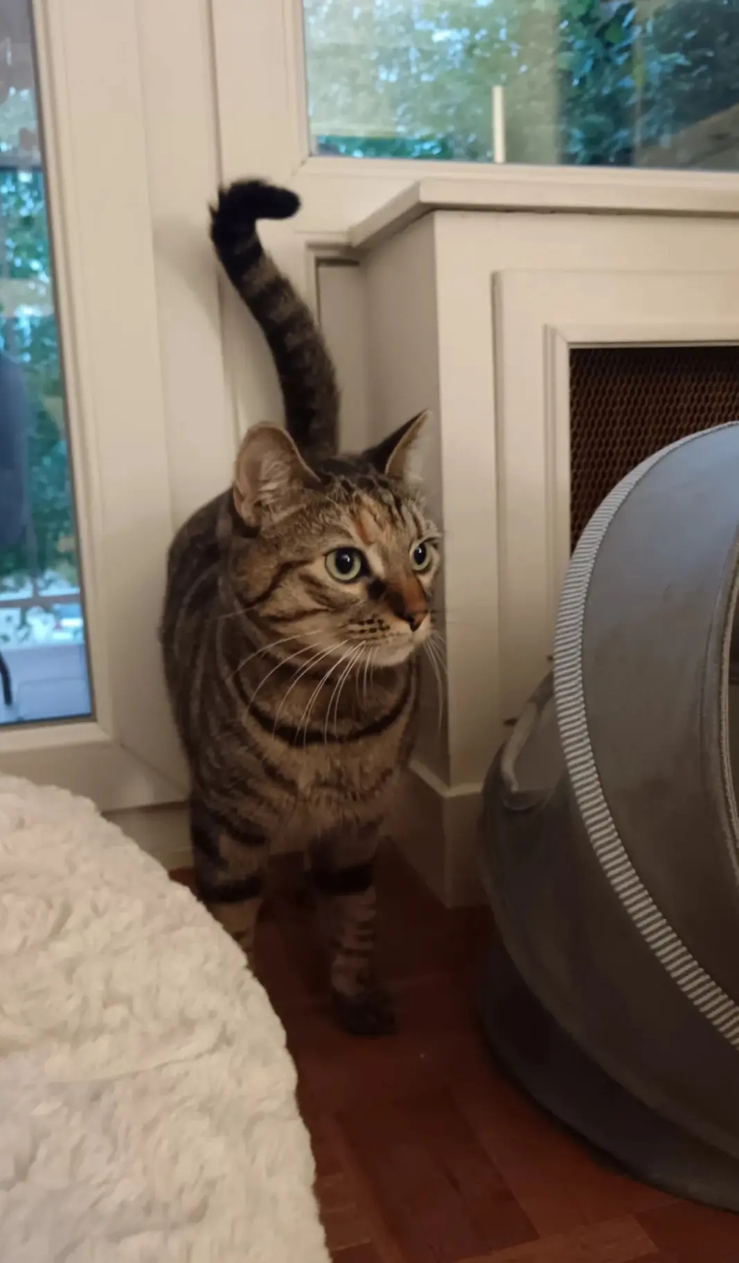 Chatte Perdue 78 Yvelines Chatte Perdue 78 Yvelines