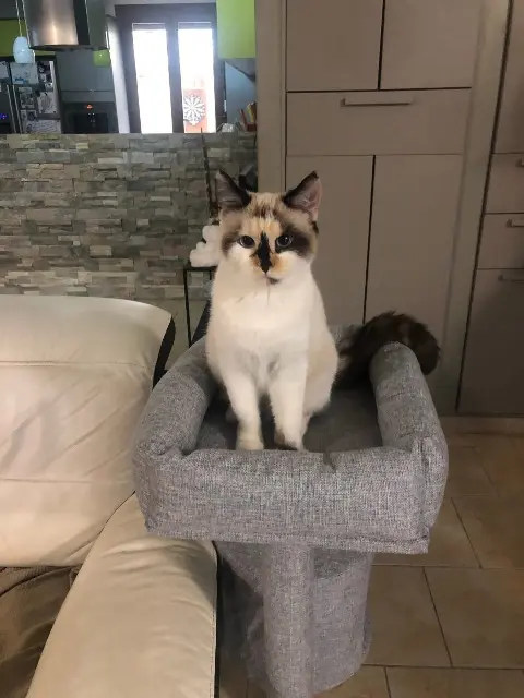 chatte lost   78711 Mantes-la-Ville CACAHUÈTE