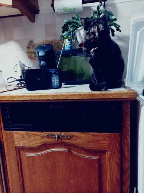 chatte lost   78340 Les Clayes-sous-Bois Cachou