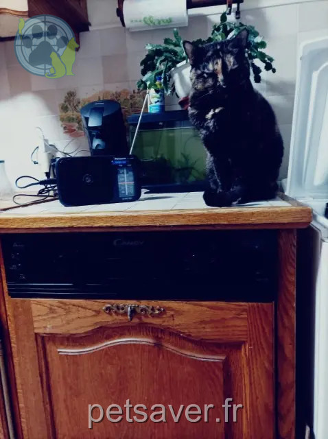 kat vermist 78340 Les Clayes-sous-Bois Cachou kat lost 78340 Les Clayes-sous-Bois Cachou