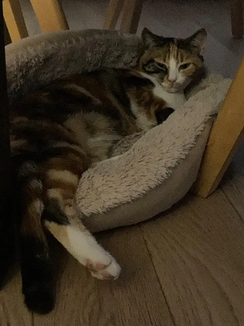 chatte lost   78430 Louveciennes Caramel