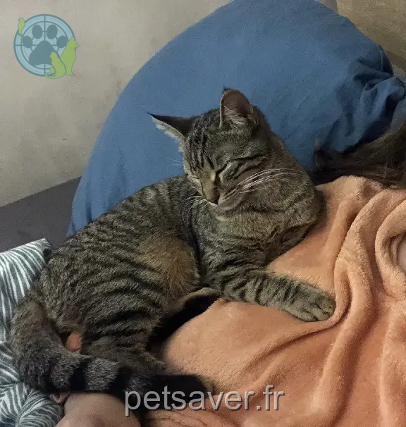 Chatte Perdue 78 Yvelines - Caïpi Chatte Perdue 78 Yvelines - Caïpi
