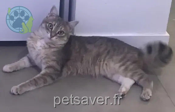 Chatte Perdue 78 Yvelines - Chanel Chatte Perdue 78 Yvelines - Chanel