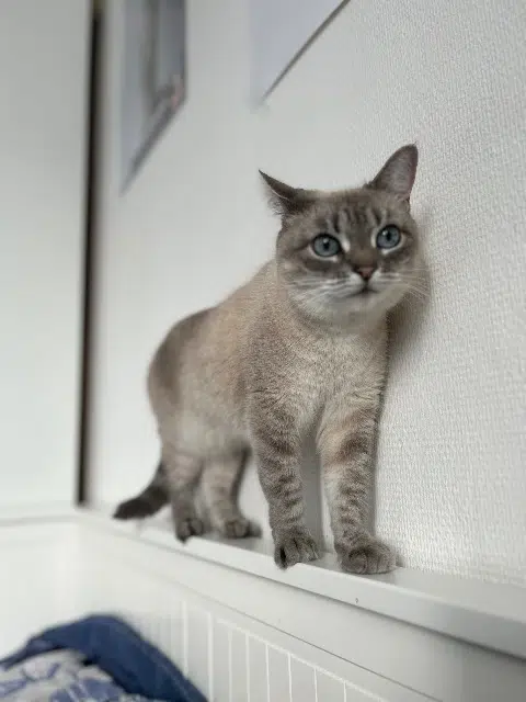 chatte lost    Saint-Germain-en-Laye Cherry